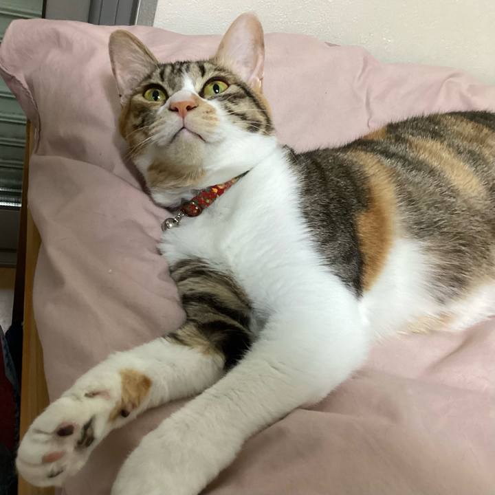 48d8680e f18e 45fe 8ba6 61a005fe16bc 1686480444444