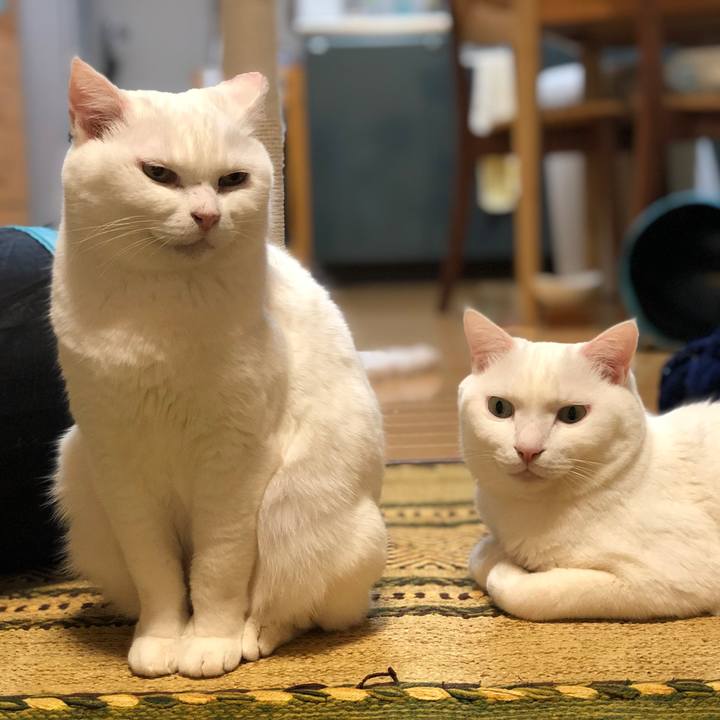 48db586e 2301 4c67 89c6 289c70da0983 1578829074982