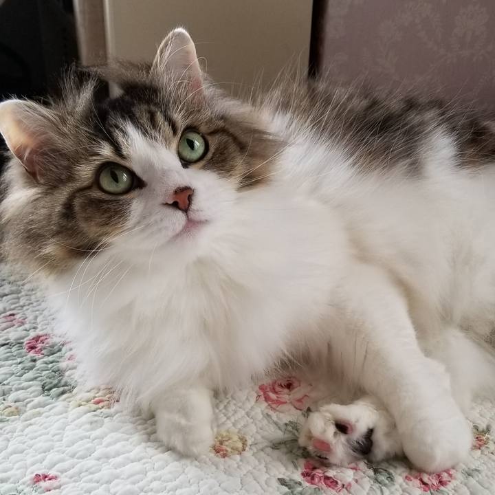 48dc3d15 160d 4da4 bb23 38a674347582 1588370889216