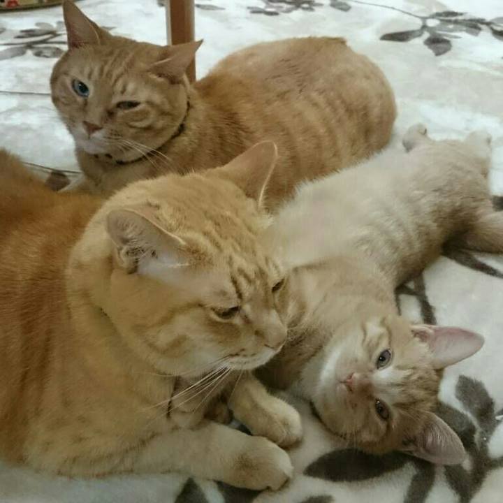 48dd072b fd74 420e ae42 36dc0b481488 1542280751438