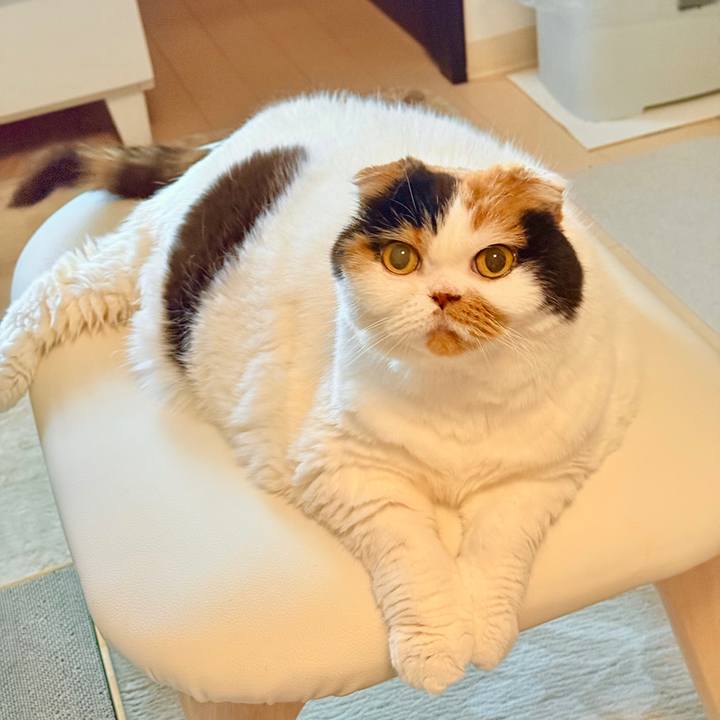 48df54d9 9fd9 44a1 a67f ecc5eeaa981e 1742780831896