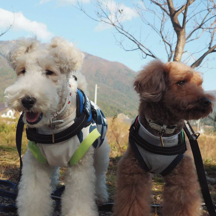 48e0cf99 9516 44d2 a758 831fe71f9533 1510289279781