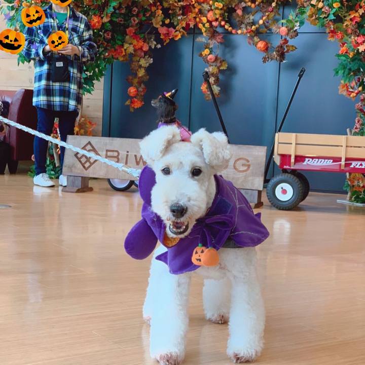 48e34589 acdb 45b3 b5b2 19c6dcc40927 1571231569733