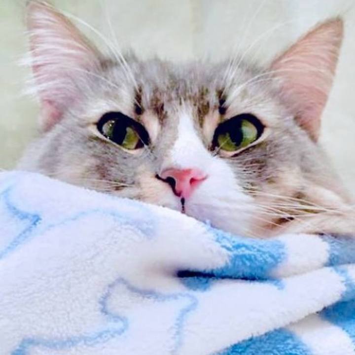 48e8bfa9 b4a0 41d0 bec0 513552ee6bec 1761923962166