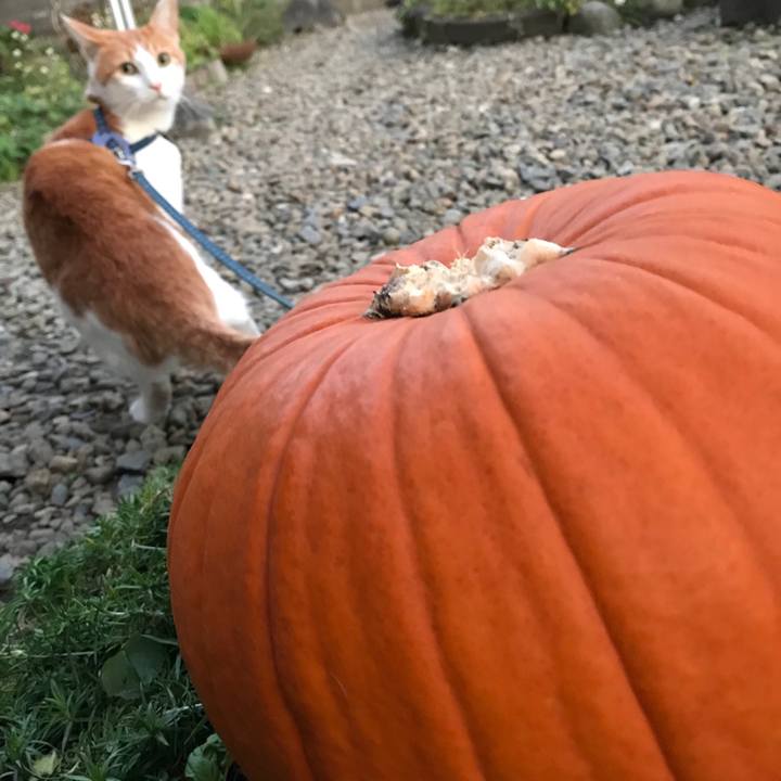 48e97abe ad3f 4b17 9759 6a378ac87dd3 1509454504341