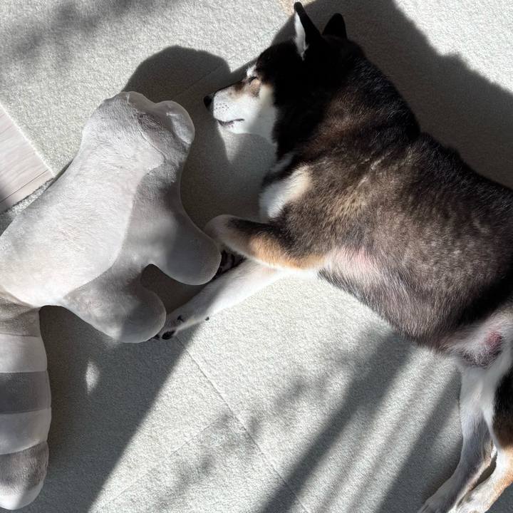 48edf7cf 6348 418c a6a2 8044af2339e2 1762487662475