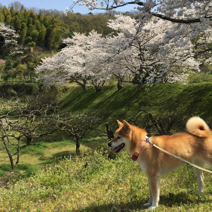 48f4a6ee 0a83 467e 94d8 1ee9de086f7f 1522479896982