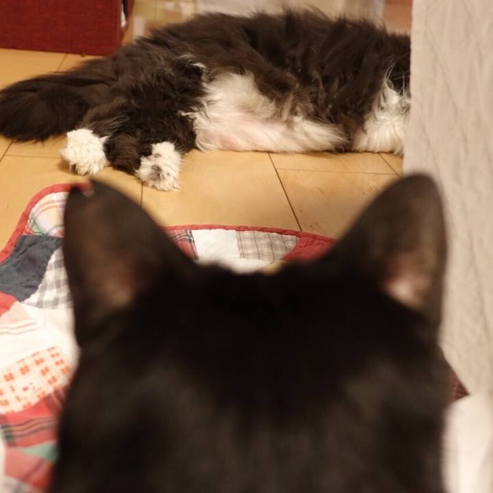 48f6553b cfb5 4c5b 936a fea5adadfc8c 1563804648142