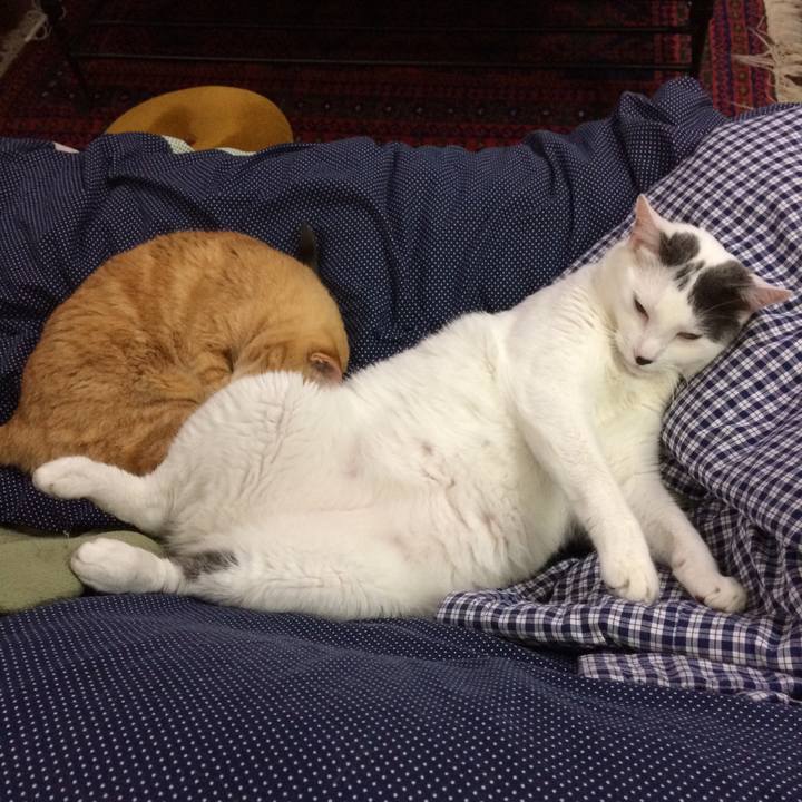 48f747e0 a3a6 4a4a b4cd e4087c2726bc 1512912553838