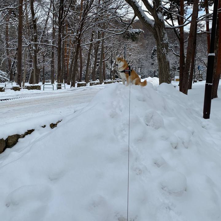 48f8a3ec a93a 45cc 903c b93cd94441a9 1609834166771