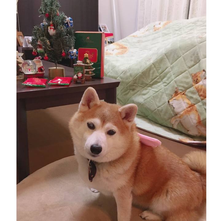 48f9b4e2 e49f 45b5 9517 eafc961b568d 1545667221451