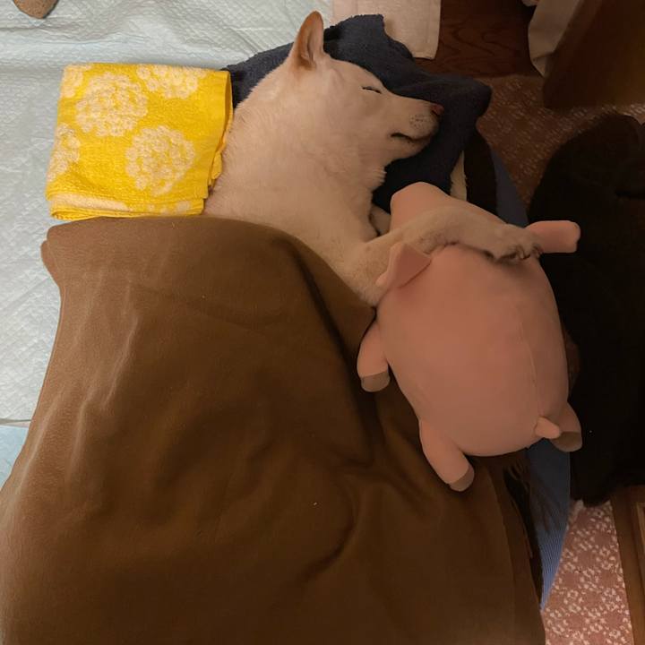 48fc3502 ed84 48bf 8983 1c7d03a4e11b 1635611654455