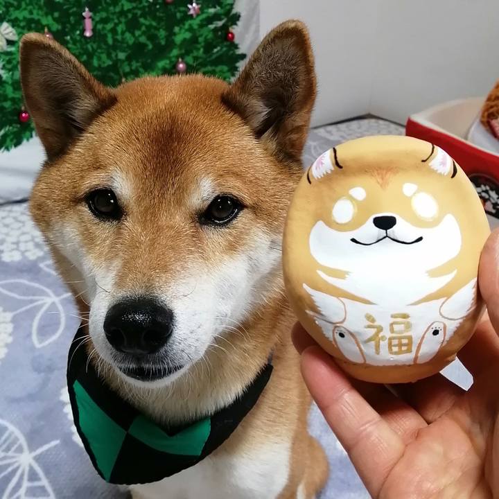 48fc6022 1db8 492f b6ef f97e01b9fc46 1607326180950