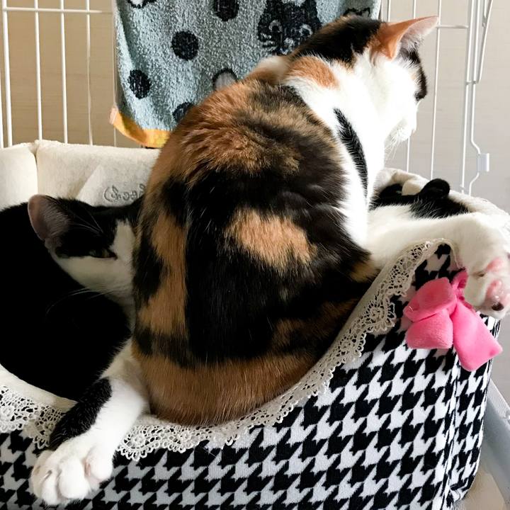 48fd4a0c 53d3 49f5 af21 729a362799ac 1519740279902