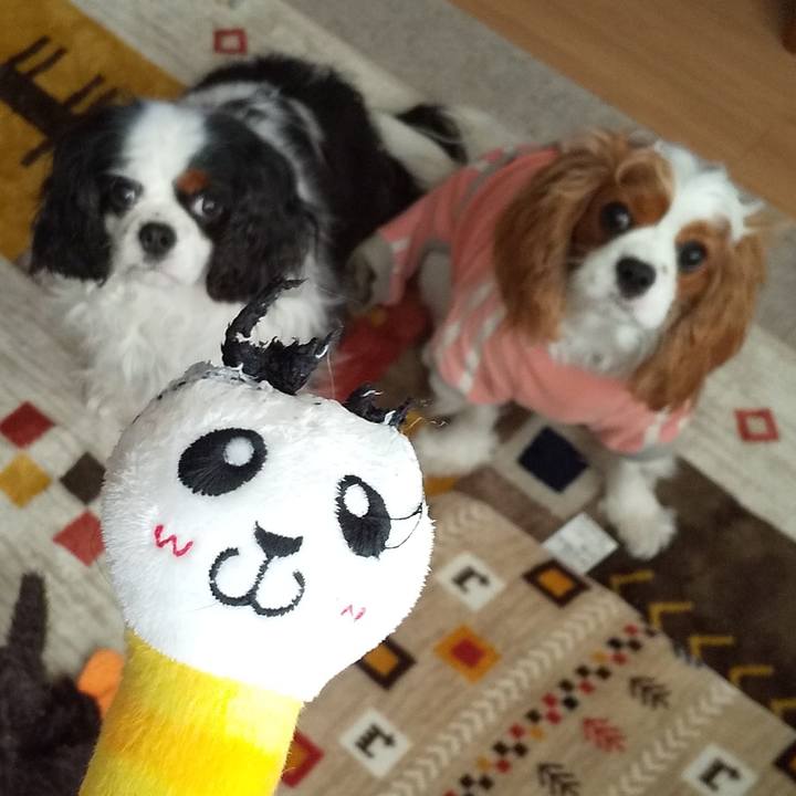 49044c93 66cb 4a9d 92ee a05e407eb7e6 1582527860002