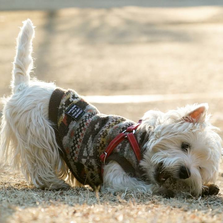 4906a790 657c 41db ab02 d092ba050f81 1518528076255