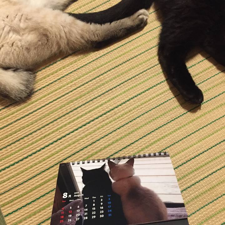 49084031 1bec 4158 b5cd b1329690cf19 1564744540316