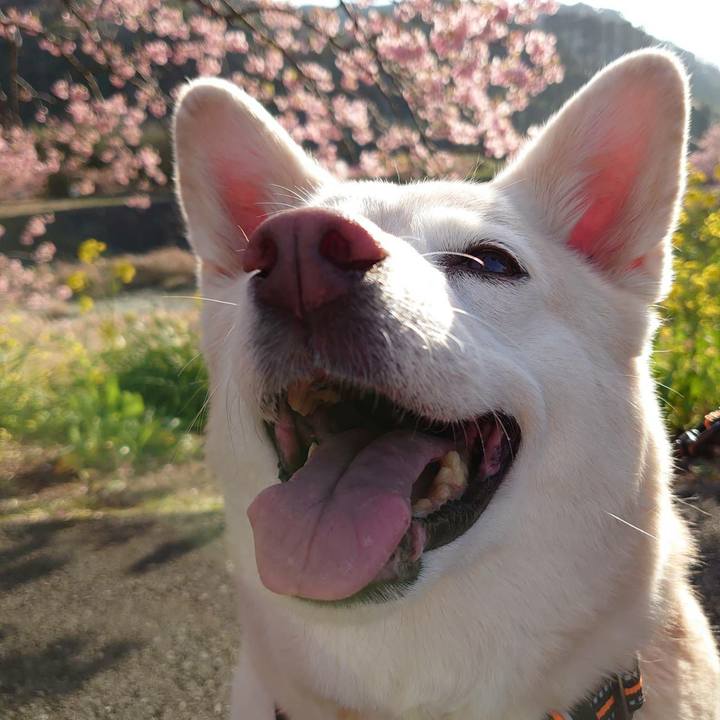 4909a394 e3b3 45d8 b68a 4e41df1361dc 1613963202916