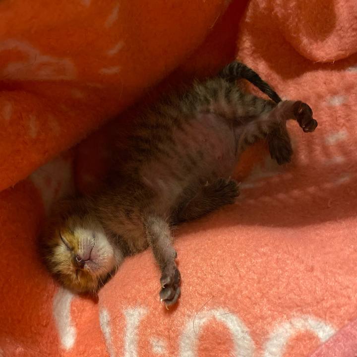 4909c528 aadb 49ee 93c3 946dc2cfa8ee 1618232828209