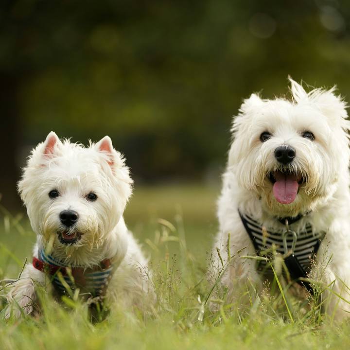 490b01dc 9dfa 4f3d adcf 1f91c97a47d6 1512213955502