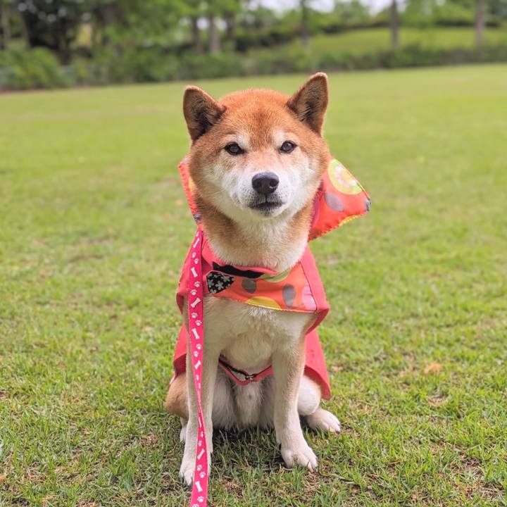 490c68fe d852 418f b2ce bd07c1aa1695 1715041907302