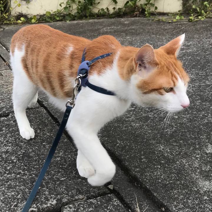 490d1915 c3ca 4ad1 9387 dd511d1eed1c 1516079271248