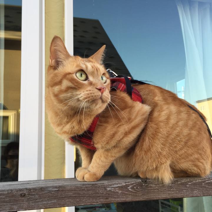 490da78f 85f9 4164 abd8 b83d3d3dd19a 1526806417830