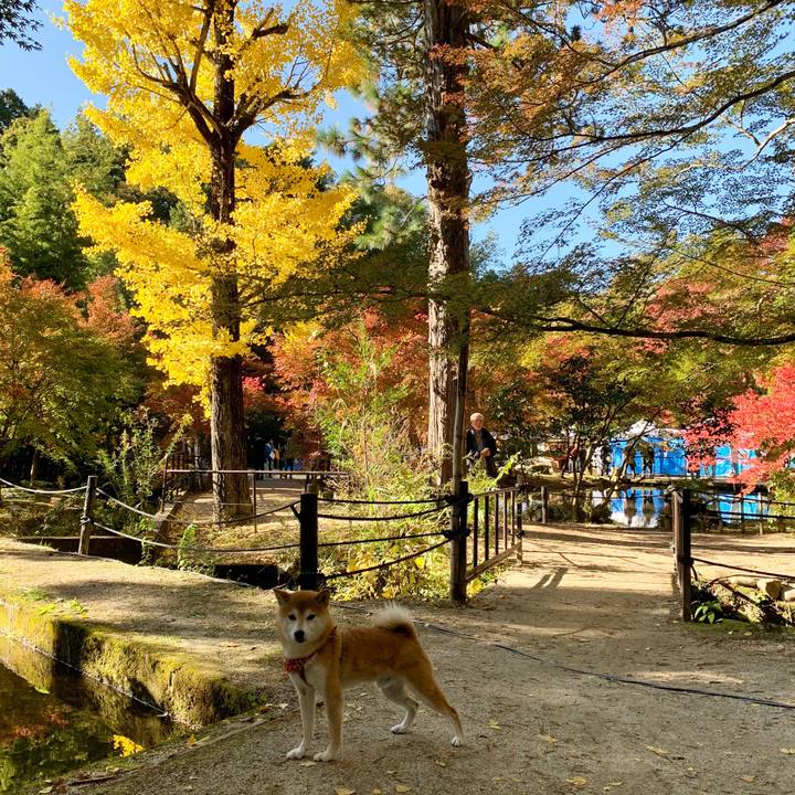 490e3708 d3a8 48a1 8e59 80d481d1815e 1573549510344