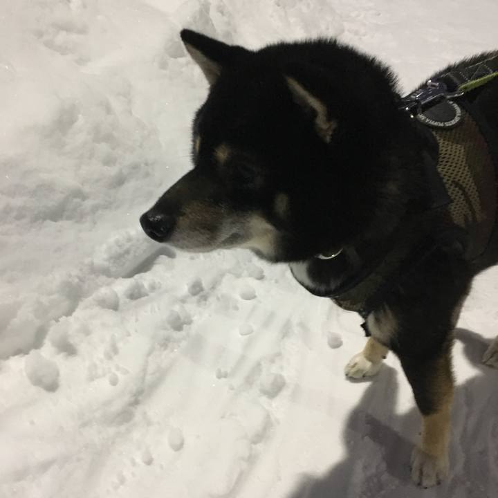 49105298 a434 4c8b 87d5 824c7c9dff13 1512872155271