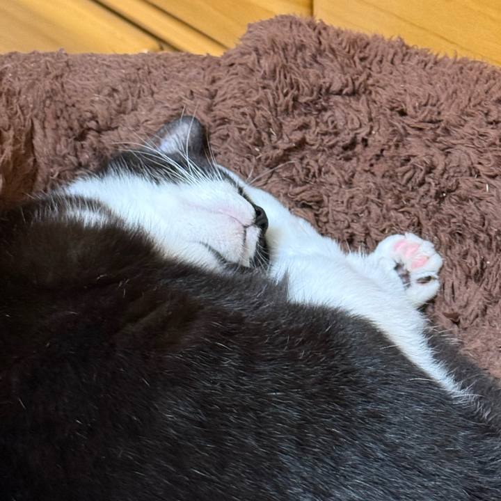 49113ee5 2be8 4441 a4dc 4280d9f9dce4 1762971523671