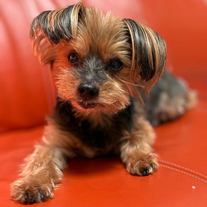 4917c00a f6f6 426e b16f 99fc2e962ad4 1754609072120