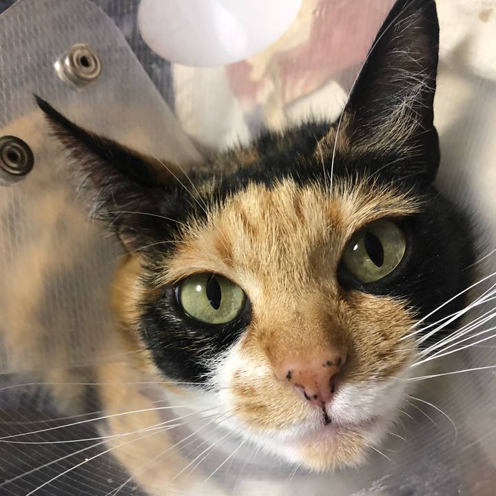 4918fd5a 1a5d 4561 9997 27d111f70058 1586004785759