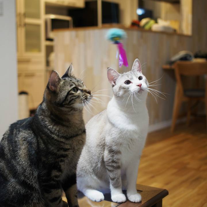 491ae55b 914b 4f85 9eb0 cfb8f579cec1 1538315996639