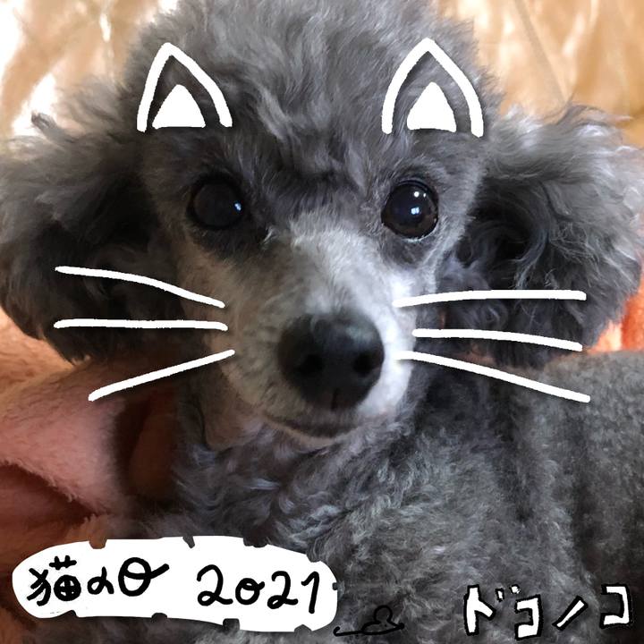 49212ad9 6417 4d9b bd91 f768fdf4594c 1613995177588