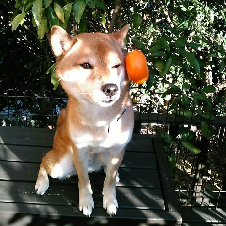 4921555d 9f24 420f afea 235315b8d0c8 1545982440304