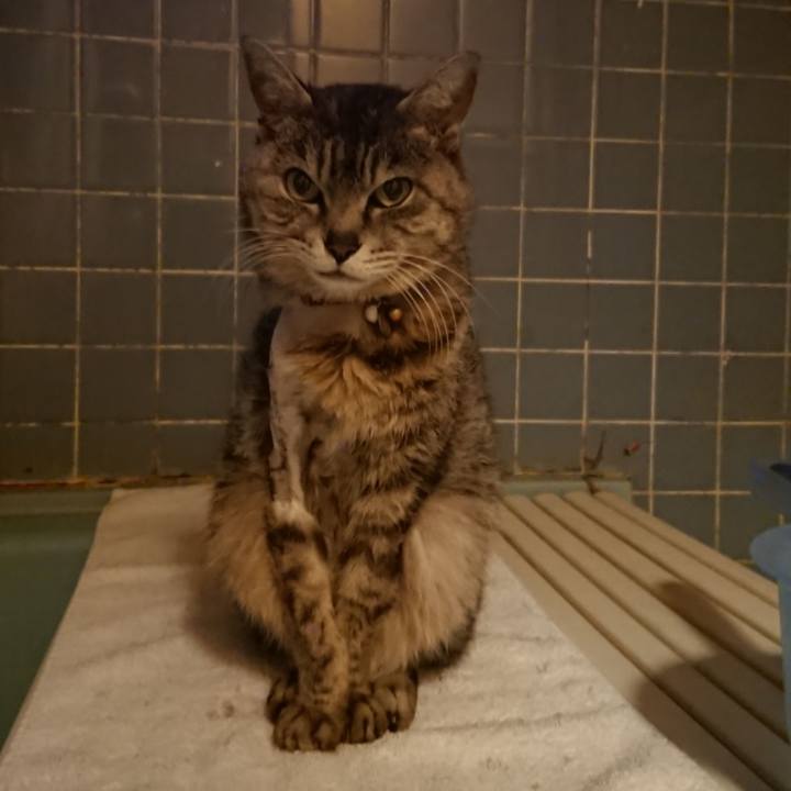 49215a39 098e 427a b661 c86838875adb 1588932331463