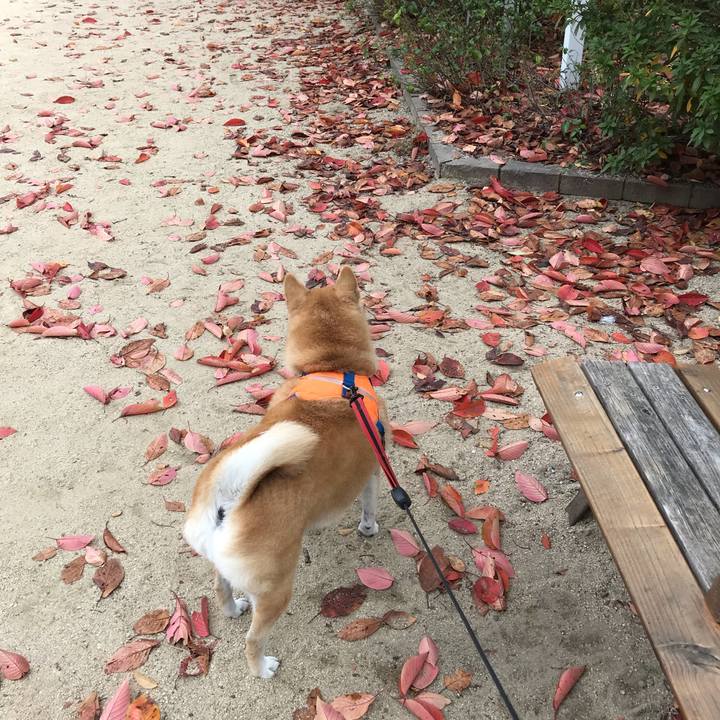 49281ea3 8ec3 4743 a450 4e15aa3b3ace 1542197854632