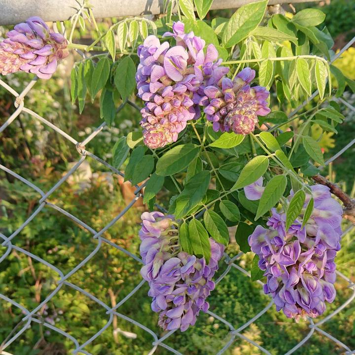 492870bc 2bd8 4a88 a371 4cfe00f4a020 1589292979058