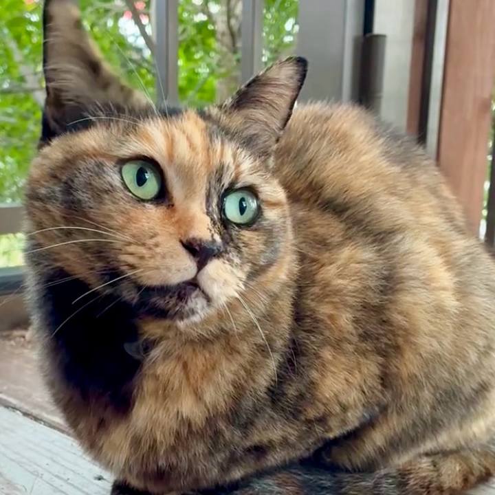 4929825e 53e4 48ea a3d4 489b96c9e921 1764210063254