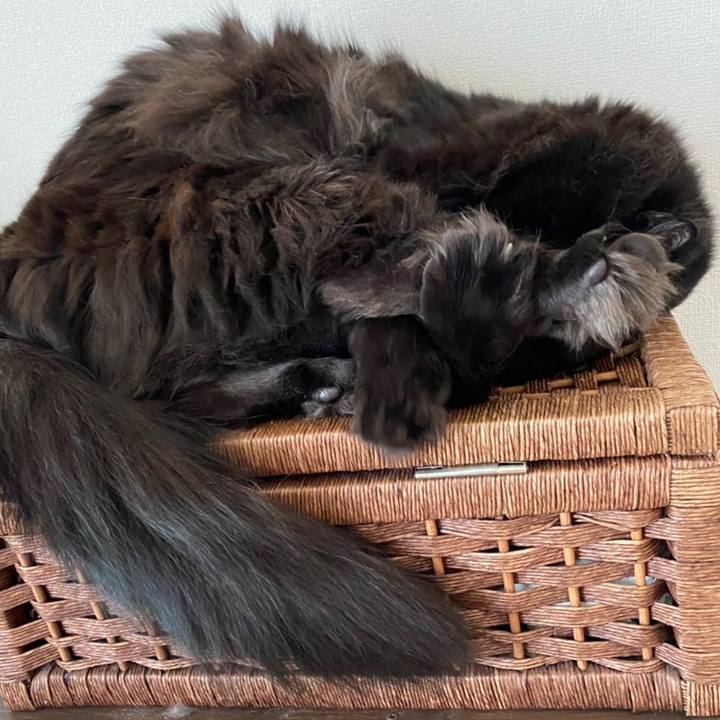 4929f487 8e00 4300 9d9b de6c619aff03 1588988284863