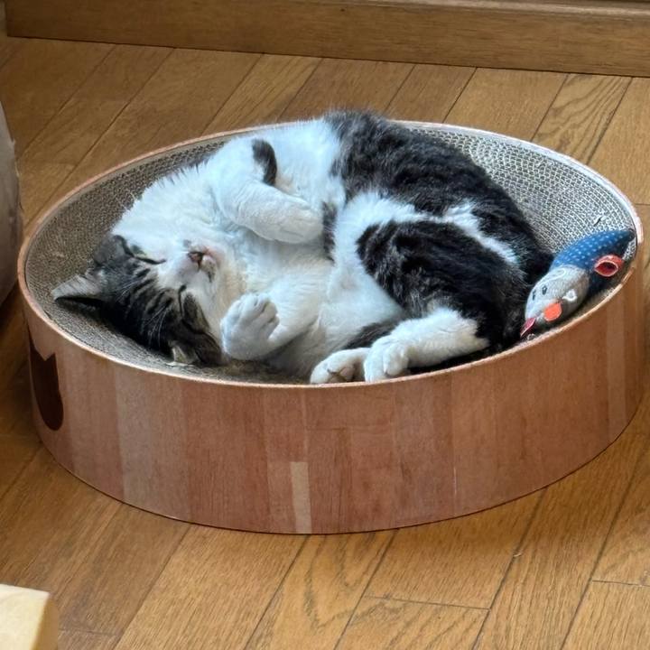 492a1908 cf31 4c6e bec8 30459a17abc7 1747477904519