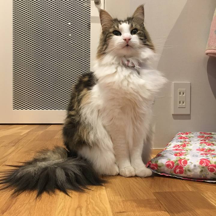 492ad488 25c1 417f 8f88 672adaa76ea8 1524567314263