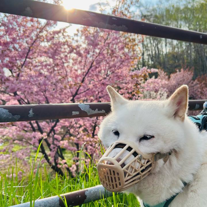 492cc8c2 555c 4698 aeb2 c57729ac0cbd 1746396664926