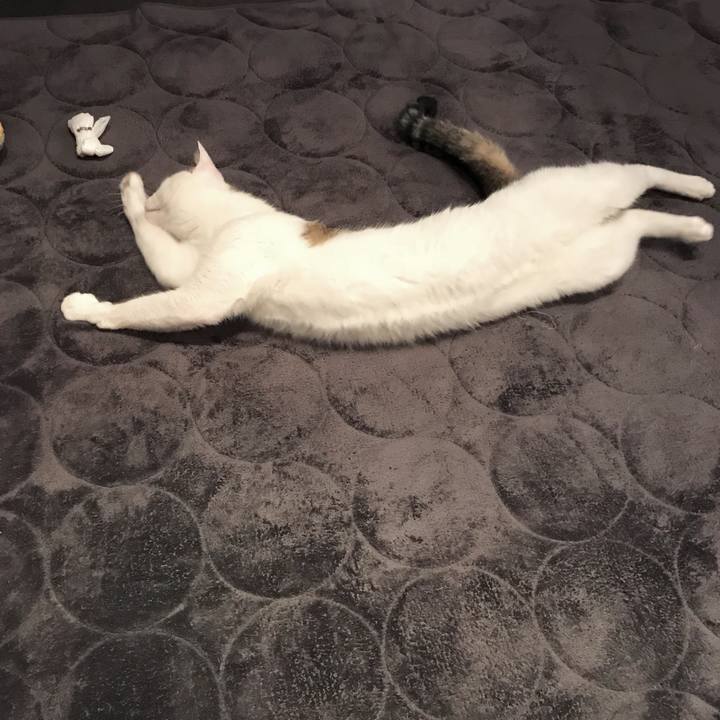 4931ba68 76e1 4c30 b204 f5715d2b0428 1508751662891