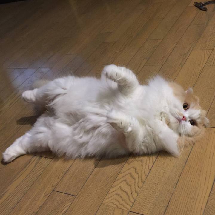 4931fb2e 6ca1 46c1 a8c0 40798b16ec2c 1517143071846