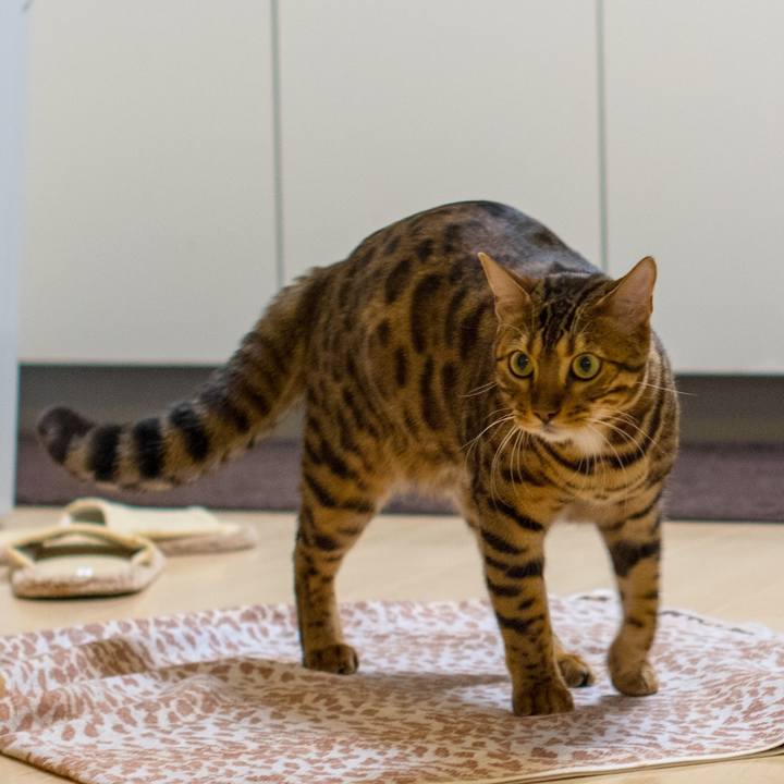 49343de9 ea6e 4c51 bb4d 56036ce33db6 1519402671564