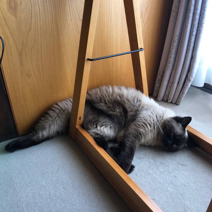 49365b17 6c9d 4fa6 8b0e 767444aab8d3 1626865683555