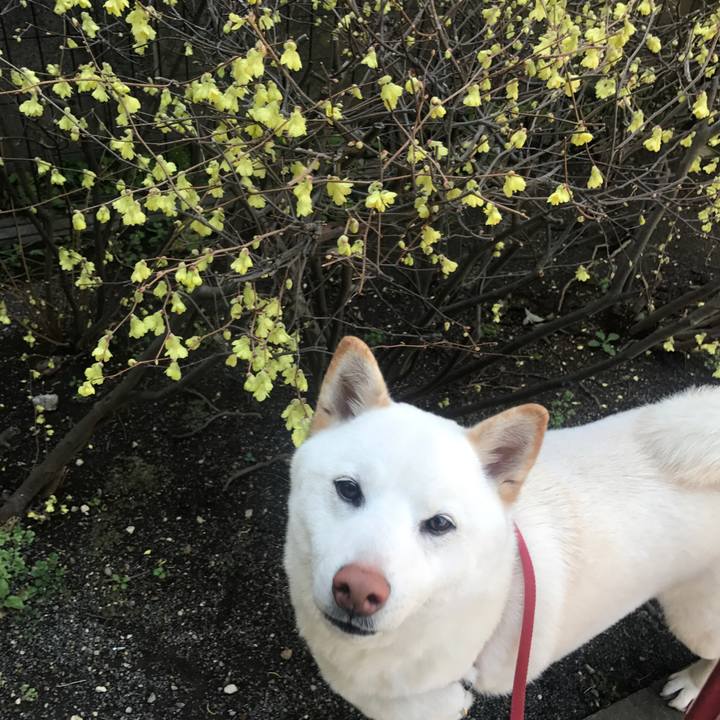 4937981c 2049 4535 943e c58b9c3e9f91 1521258669622