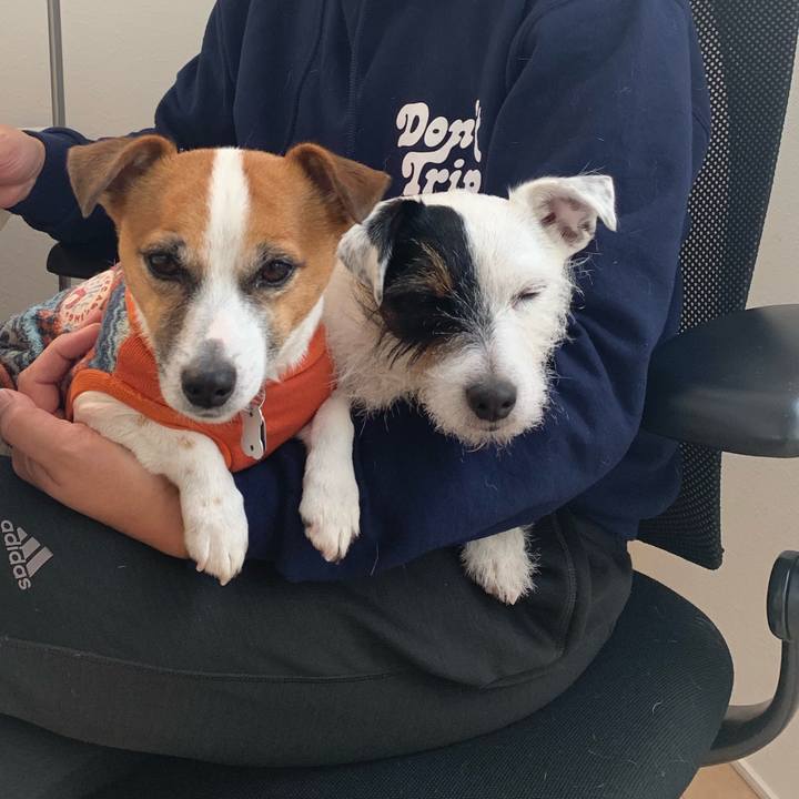 49395a29 ba4b 427e 9f30 e0a696fa4871 1545968530886