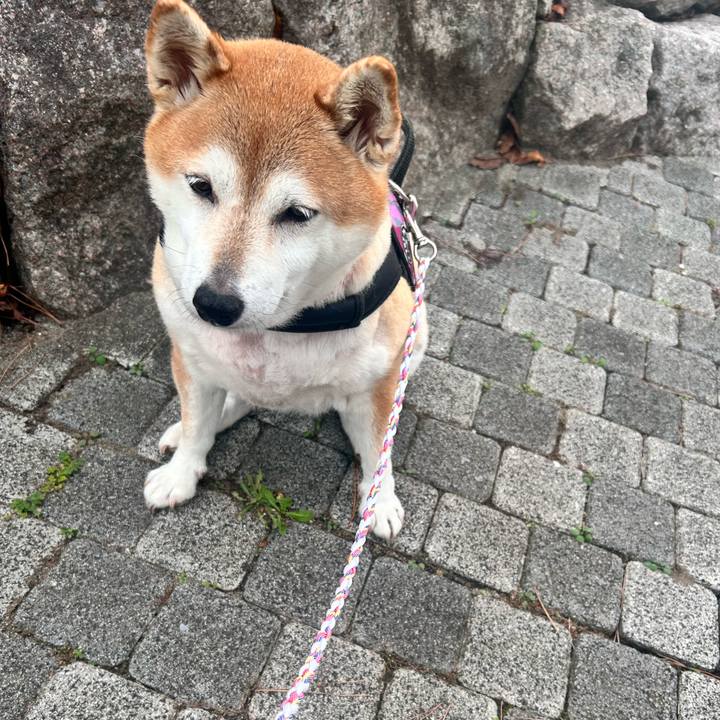 493c2315 982e 4ff6 8136 40b4a7447f10 1730910457255